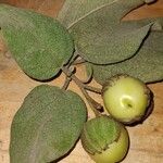 Cordia boissieri Plod