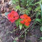 Verbena peruviana Flower