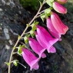 Digitalis thapsi Flower