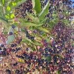 Sambucus nigra Fruit