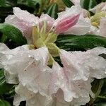 Rhododendron adenogynum DielsКвітка