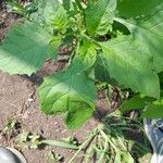 Solanum chenopodioides Blad
