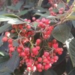 Cotoneaster coriaceus Franch.果實