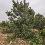 Juniperus oxycedrusFolha