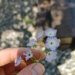 Phacelia purshii Blüte