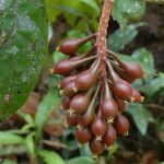 Scleropyrum pentandrum Meyve