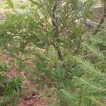 Prumnopitys taxifolia Лист