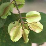 Combretum molle Fruit