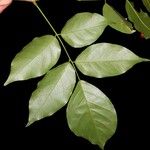Pterocarpus michelianus Blatt
