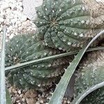 Gymnocalycium capillense Leaf