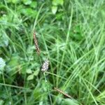 Carex tomentosa ᱵᱟᱦᱟ