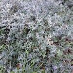 Teucrium fruticans Habitus