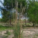 Tripidium ravennae অভ্যাস