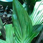 Calanthe triplicata Leaf