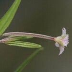 Epilobium palustre 花