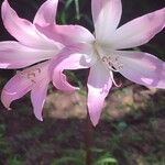 Amaryllis belladonna Bloem