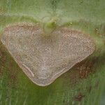 Carica papaya പുറംതൊലി