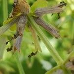 Salvia spinosa Fruto