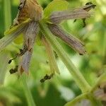 Salvia spinosa Frukt