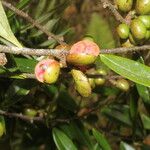 Xylopia sericea Fruit