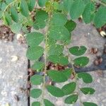 Phyllanthus tenellus Leaf