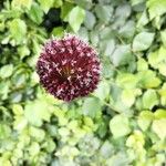 Allium atroviolaceum Flower