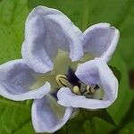 Nicandra physalodes Blüte