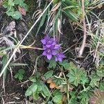 Gentianella germanica Blomst