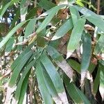 Guadua chacoensis List