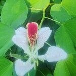 Bauhinia monandra പുഷ്പം