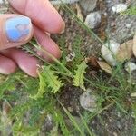 Astragalus pelecinus Frucht