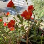 Portulaca umbraticola Çiçek