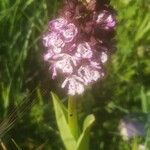 Orchis purpurea ফুল