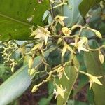 Rhizophora mangle Virág