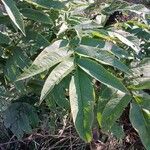 Sambucus ebulus Leaf