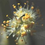 Toxicoscordion paniculatum Flower