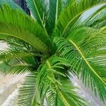 Cycas revolutaLevél