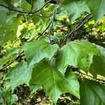 Liquidambar formosana برگ