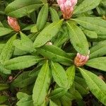 Rhododendron maximum List