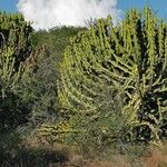 Euphorbia cooperi Hábitos