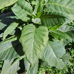 Nicotiana tabacum Листок