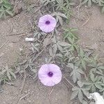 Ipomoea cairica Yaprak