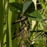 Galactia striata Fruit