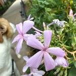 Phlox maculata Blomst