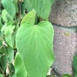 Dalechampia aristolochiifolia Blatt