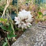 Trifolium pallescens Blomma