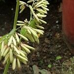 Macleaya cordata Flower