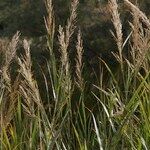 Arundo plinii आदत