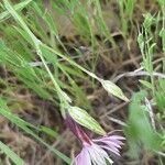 Crupina vulgaris Flor