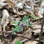 Corydalis pumila Flower